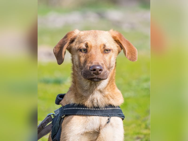 Taxi - schüchtern, manchmal ängstlich