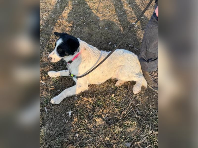 Toronto VA - freundlich, aktiv