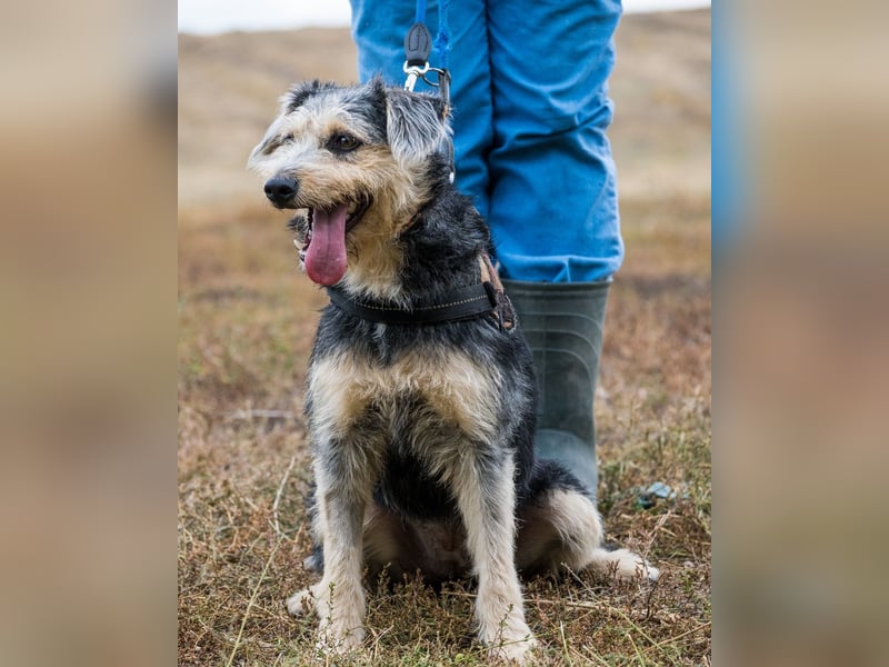 Pitypang SI- vorsichtig, zurückhaltend