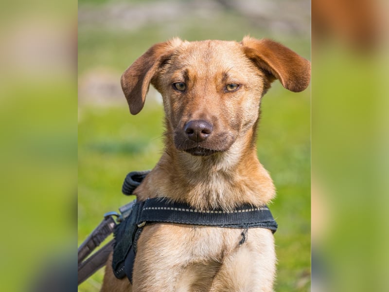 Taxi - schüchtern, manchmal ängstlich
