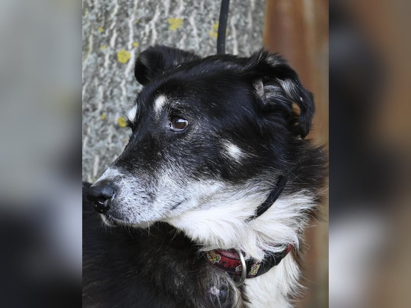 Hetti SI - zurückhaltend, ruhig