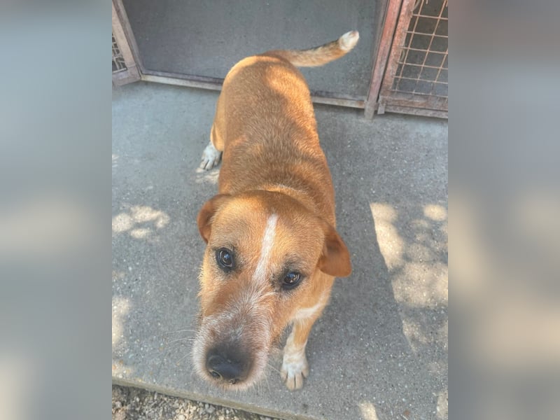 Bobi SI, offen und freundlich