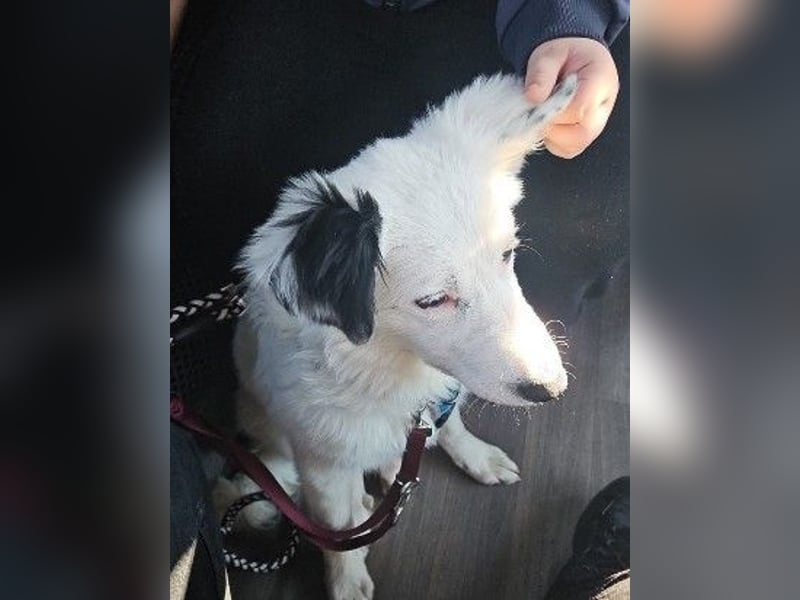 MUCKI - zauberhafte, aufgeschlossene Junghündin sucht ihr Für-Immer-Zuhause