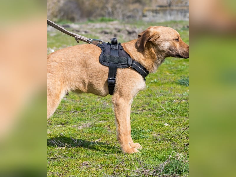 Taxi - schüchtern, manchmal ängstlich