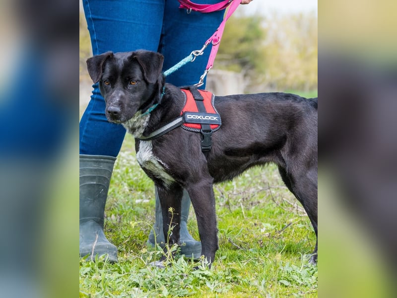 Sali SI - offen, lieb