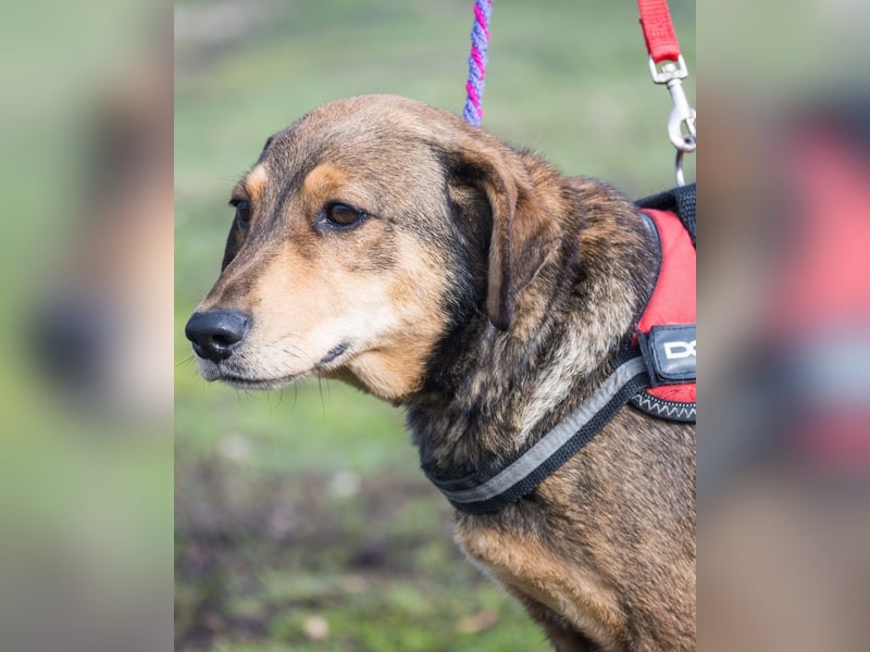 Tünci SI - offen, lieb