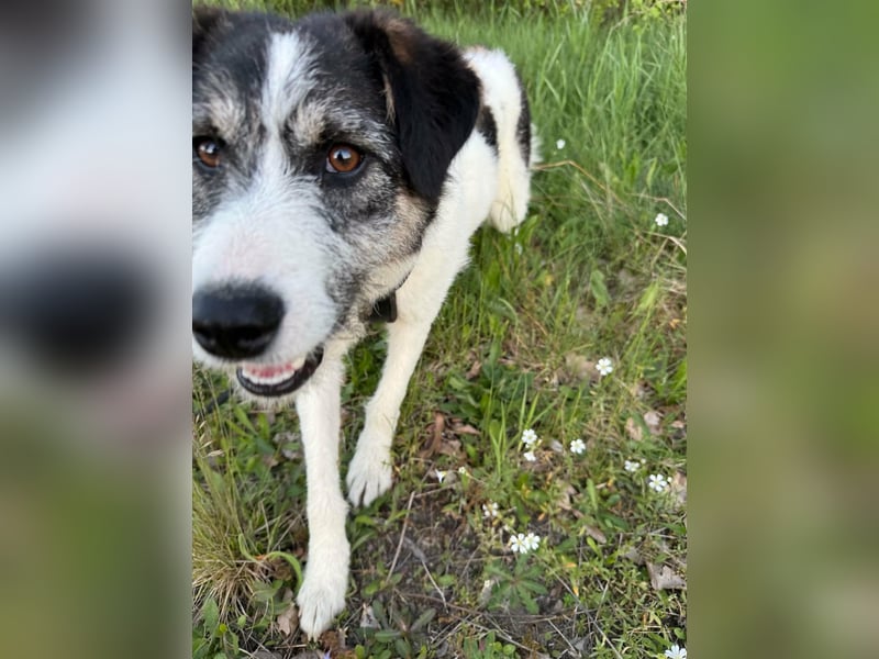 Sanfte Nele (8 Mon, 42 cm) sucht liebevolles Zuhause