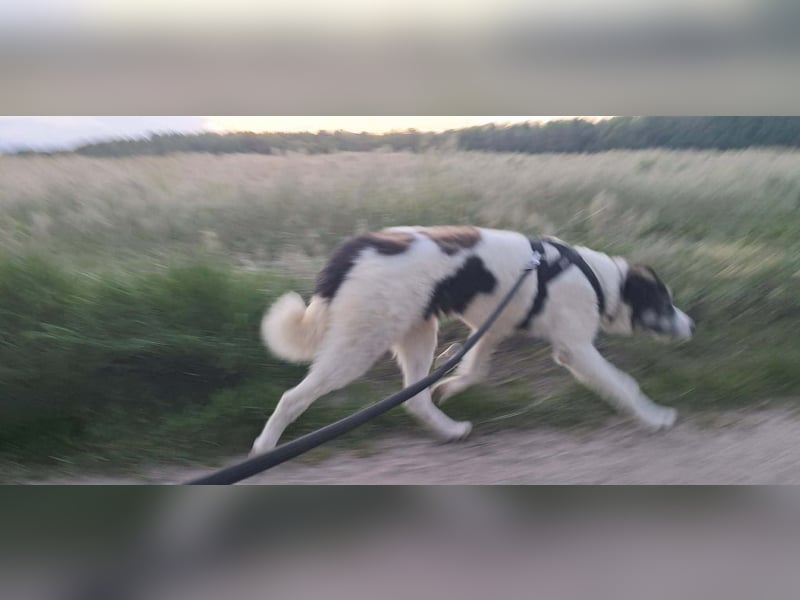 Sanfte Nele (8 Mon, 42 cm) sucht liebevolles Zuhause