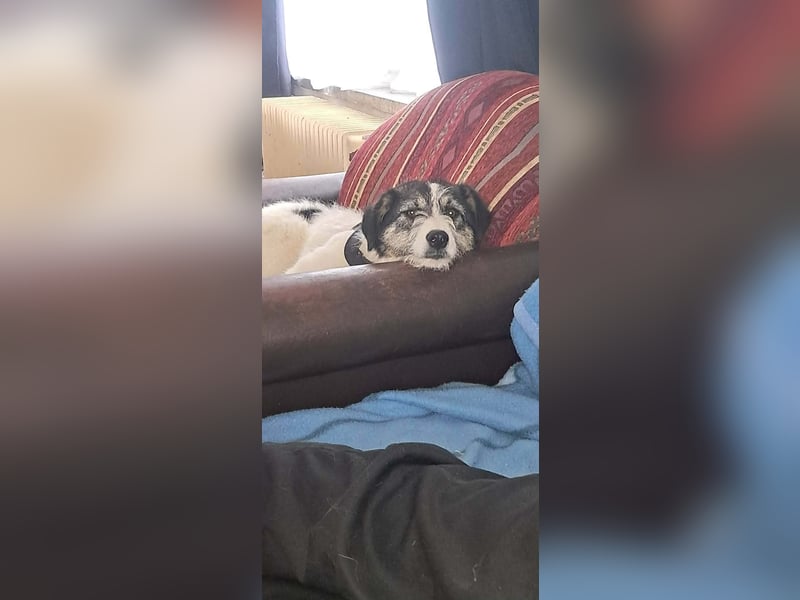 Sanfte Nele (8 Mon, 42 cm) sucht liebevolles Zuhause