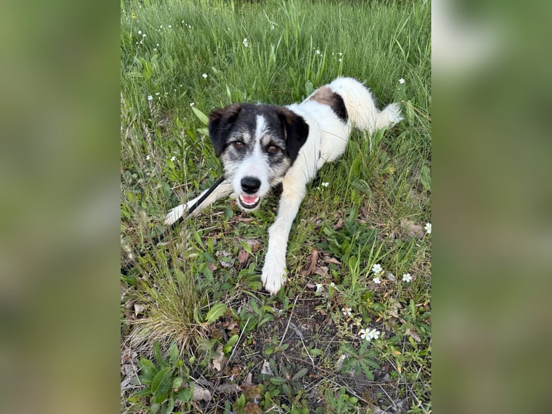 Sanfte Nele (8 Mon, 42 cm) sucht liebevolles Zuhause
