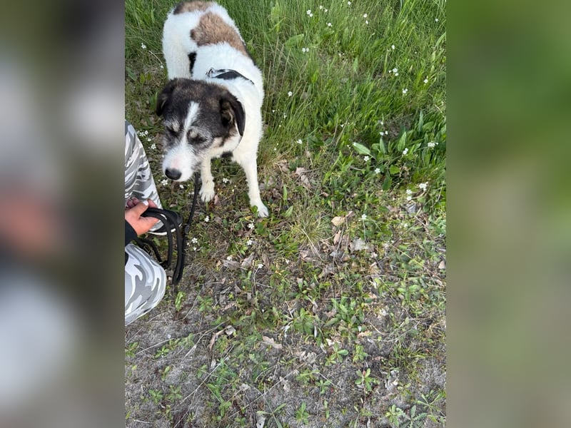 Sanfte Nele (8 Mon, 42 cm) sucht liebevolles Zuhause