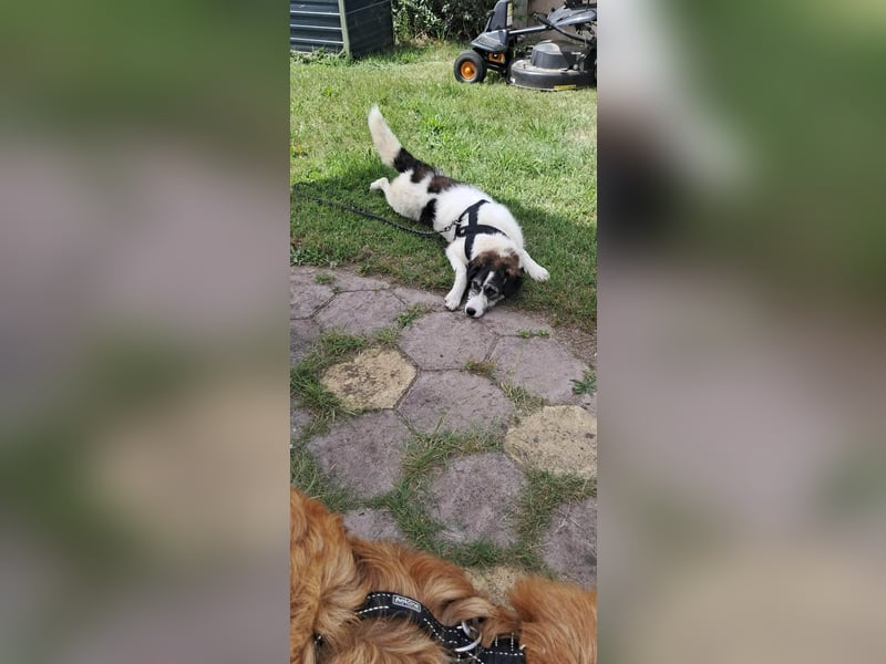Sanfte Nele (8 Mon, 42 cm) sucht liebevolles Zuhause