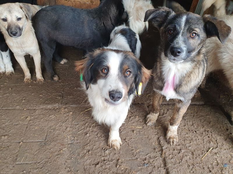 ♥CLARA♥ niedliche, verspielte Junghündin, die aktuell zu dünn ist ca. 48 cm