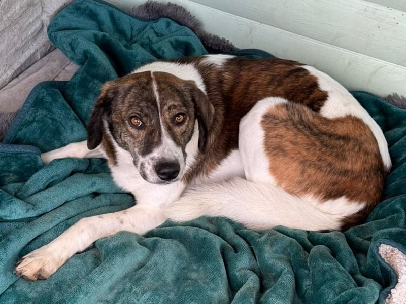 ♥NORA♥ neu auf Pflegestelle bei Köln - hübsche, sanftmütige, sensible Hündin 48 cm