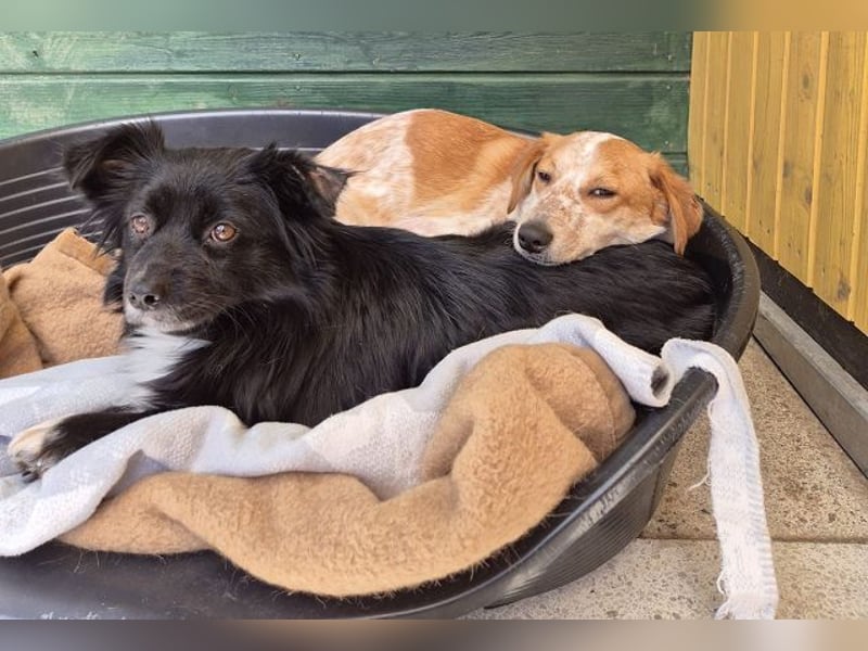 ♥ZELDA♥ auf Pflegestelle in Köln - ganz niedliche, kleine, noch etwas unsichere Hündin 41cm