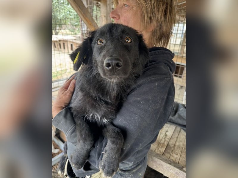 ♥LEA♥ neu auf Pflegestelle in Köln-süße, verschmuste Juniorin mit tiefschwarzem, langen Fell 49cm