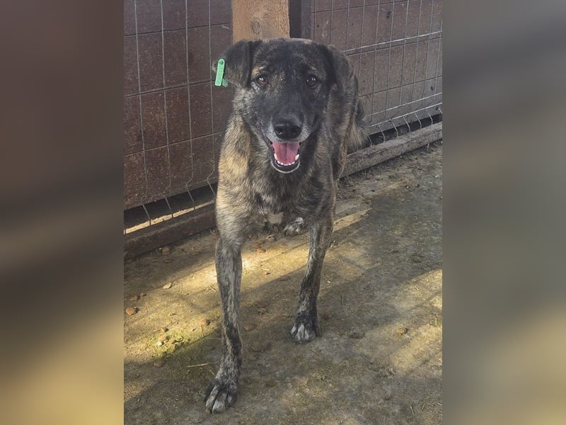 ♥MABLE♥ wunderschöne braun gestromte, ganz liebe, anfangs noch etwas vorsichtige Junghündin 47 cm