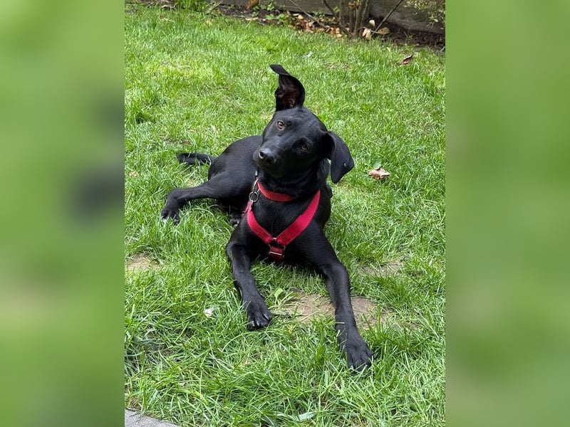 ♥SHADOW♥ verliert sein Zuhause bei Köln - süßer, verschmuster und temperamentvoller Junior 49cm