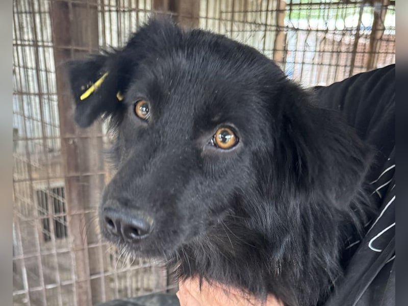 ♥LEA♥ neu auf Pflegestelle in Köln-süße, verschmuste Juniorin mit tiefschwarzem, langen Fell 49cm