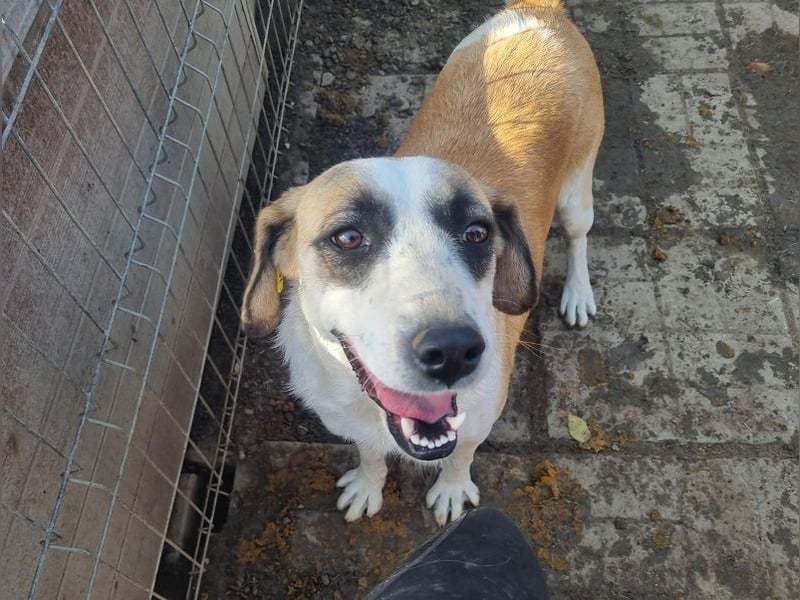 ♥KATJA♥ bezaubernde, verschmuste, geduldige Hündin mit besonderer Fellzeichnung 49 cm