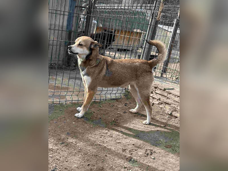 ⭐️KODA⭐️, vorsichtiger Rüde, 4,5 Jahre, 45 cm, Mischling, Tierschutz Rumänien