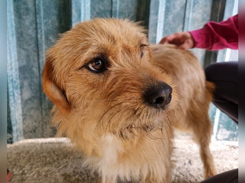 ♥CHUPPY♥ wunderbarer, feinfühliger Rüde - ein echter Hingucker 42 cm