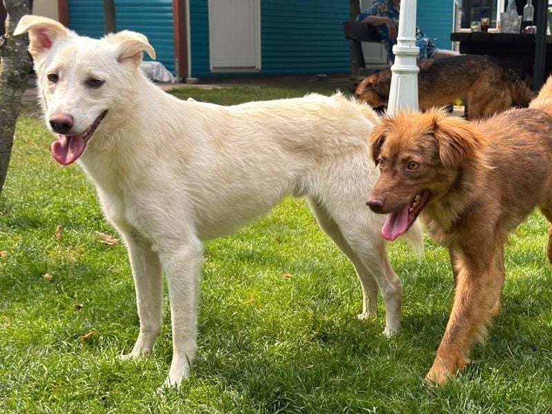 ♥BLANCO♥ auf Pflegestelle bei Köln - sportlicher, zarter, ganz lieber und sensibler Rüde 48cm