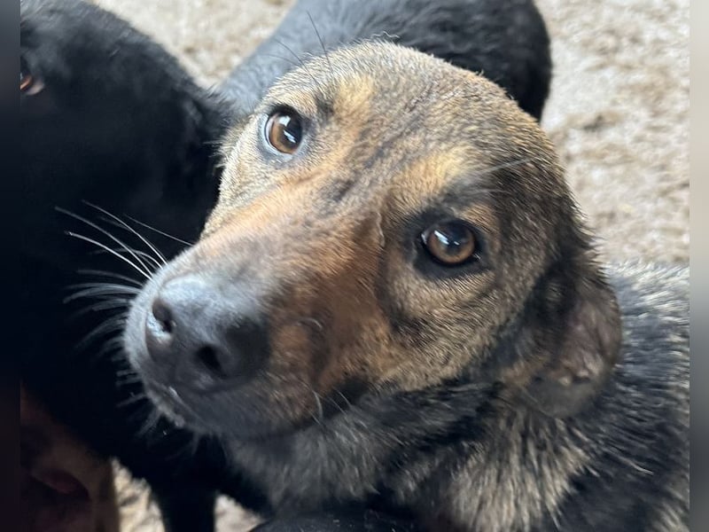 ♥MARCO♥ süßer, ganz lieber und menschenbezogener Rüde mit sanftem Charakter 46 cm