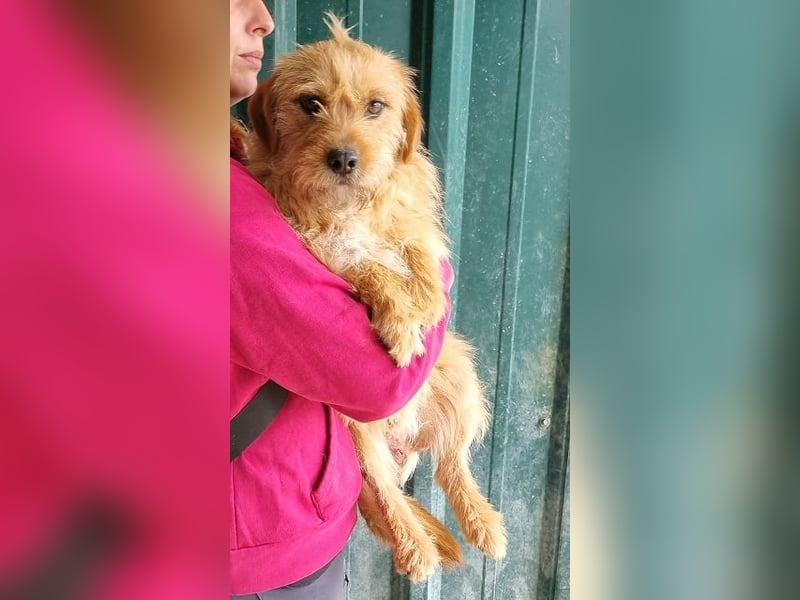 ♥CHUPPY♥ wunderbarer, feinfühliger Rüde - ein echter Hingucker 42 cm