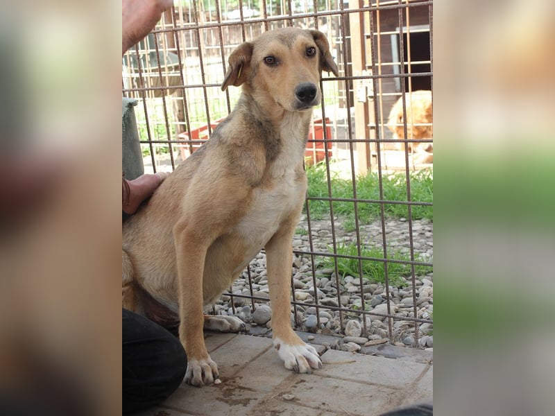 ♥QUERIDO♥ wunderschöner, zarter, etwas zurückhaltender Schatz 49 cm