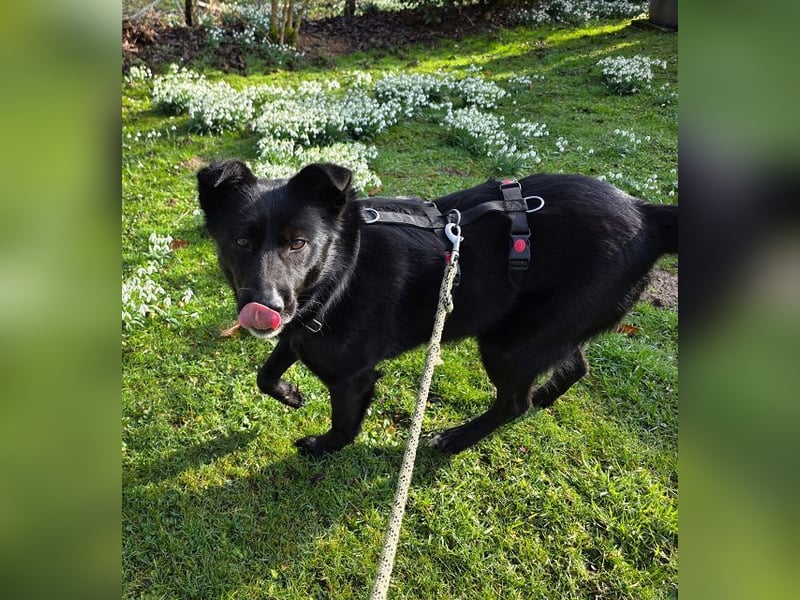 ♥KINDRA♥ auf Pflegestelle bei Köln - süße, verschmuste und unkomplizierte Hündin 50 cm