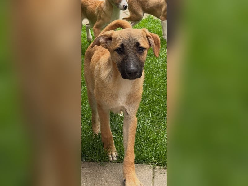 ♥HAGRID♥ neu auf Pflegestelle bei Köln - wunderschöner, verspielter Welpe 45 cm (wachsend)