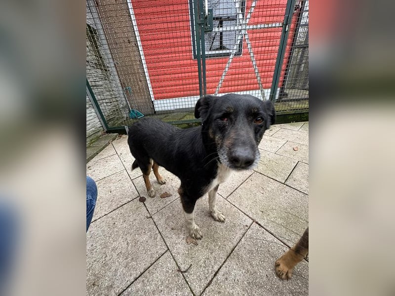 ♥MIMI♥ neu auf Pflegestelle bei Köln - sehr liebe, sanfte, ruhige und verschmuste Hündin 49 cm