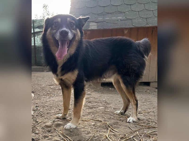⭐️SAERO⭐️, idealer Familienhund, Rüde, 4,5 Jahre, 46 cm, Mischling, Tierschutz Rumänien