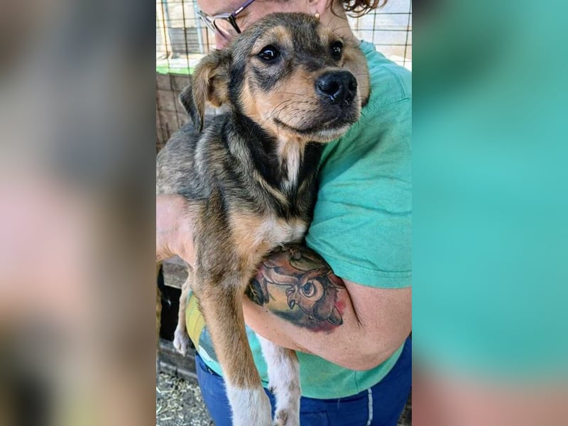 ♥ANDY♥ zuckersüßer, verspielter Junghund - mittelgroß