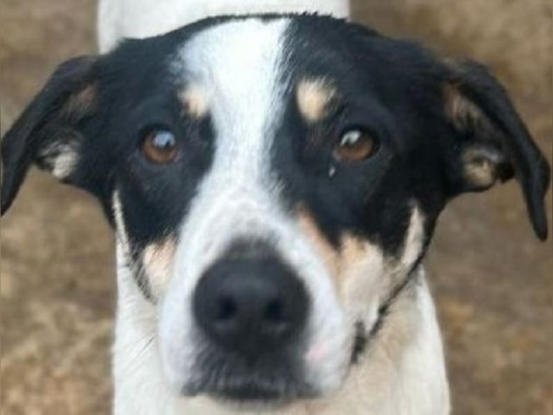 ♥ANIKA♥ zauberhafte, total menschenbezogene, zarte Hündin mit der handlichen Größe von 45 cm