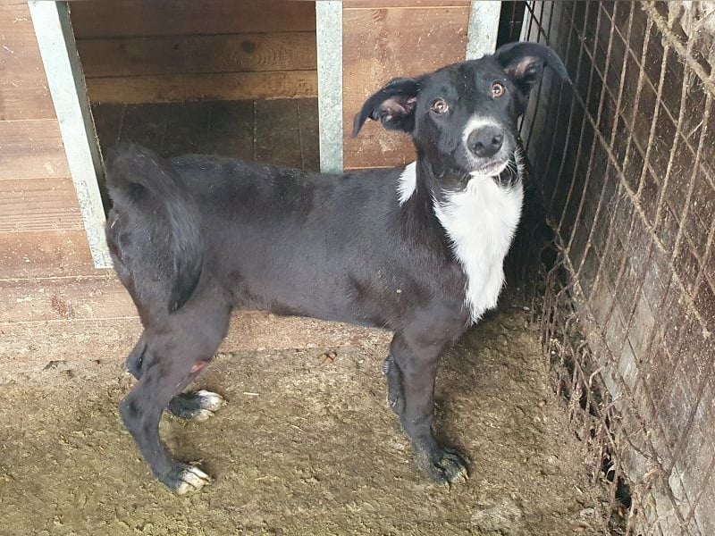 ♥MIRU♥ bezaubernder, lieber, zutraulicher, fröhlicher Jungrüde, der alles richtig machen möchte 47cm