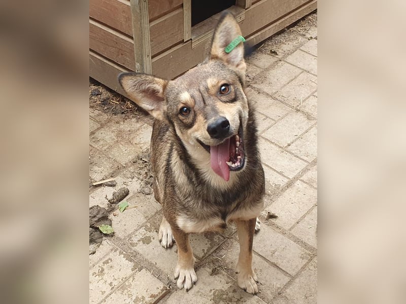 ♥NASIRA♥ fröhliche, verschmuste und aufgeschlossene Hundedame 50 cm
