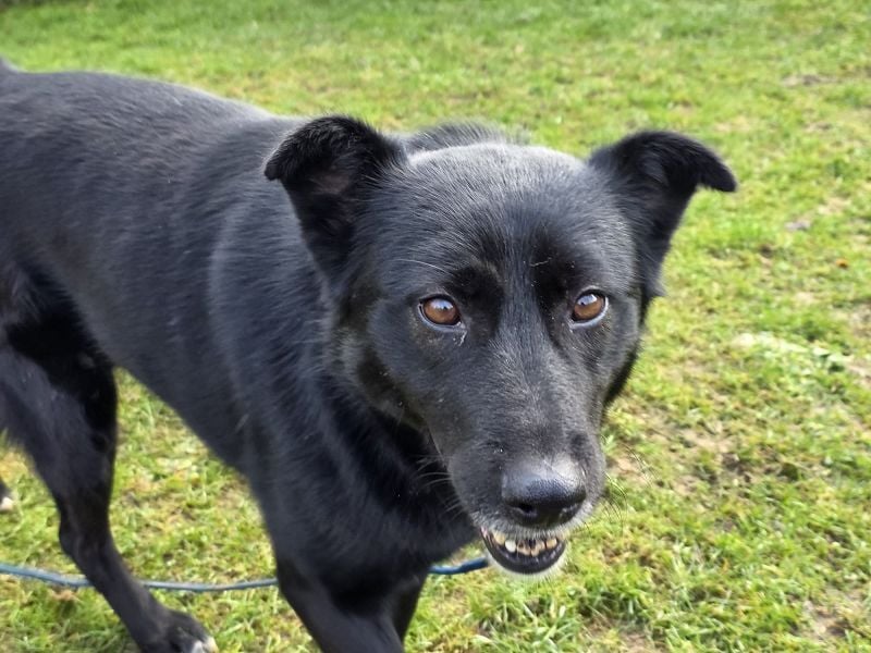 ♥KINDRA♥ auf Pflegestelle bei Köln - süße, verschmuste und unkomplizierte Hündin 50 cm