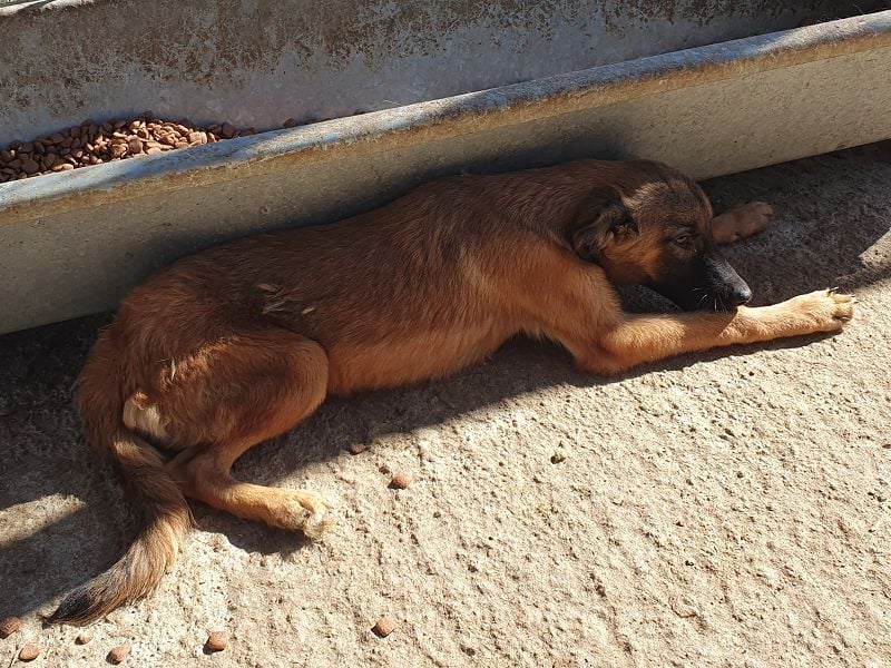 ♥PEBBELS♥ so menschenbezogene, verschmuste,verspielte Juniorin-ein echter Sonnenschein 40cm(wachsend