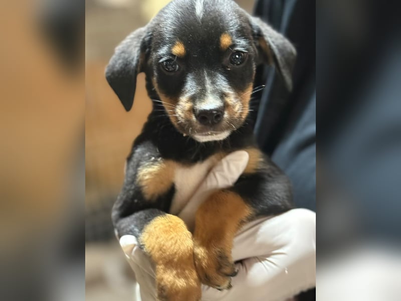 ⭐️Mokka ⭐️, sanfter Welpe, Rüde, 3 Monate, 20 cm (im Wachstum), Mischling, Tierschutz Rumänien
