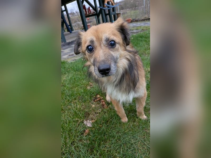 ♥DIDRIK♥ neu auf Pflegestelle bei Köln - süßer, lieber, dankbarer, blinder Purzel 45 cm