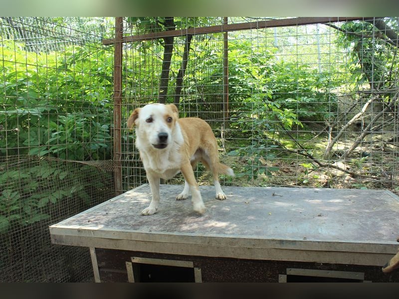 ♥ALAN♥ hübscher, offener, liebe Seele von Hund 45 cm