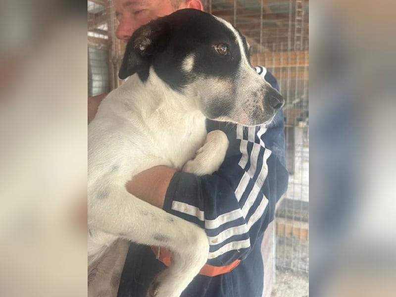 ♥ANIKA♥ zauberhafte, total menschenbezogene, zarte Hündin mit der handlichen Größe von 45 cm