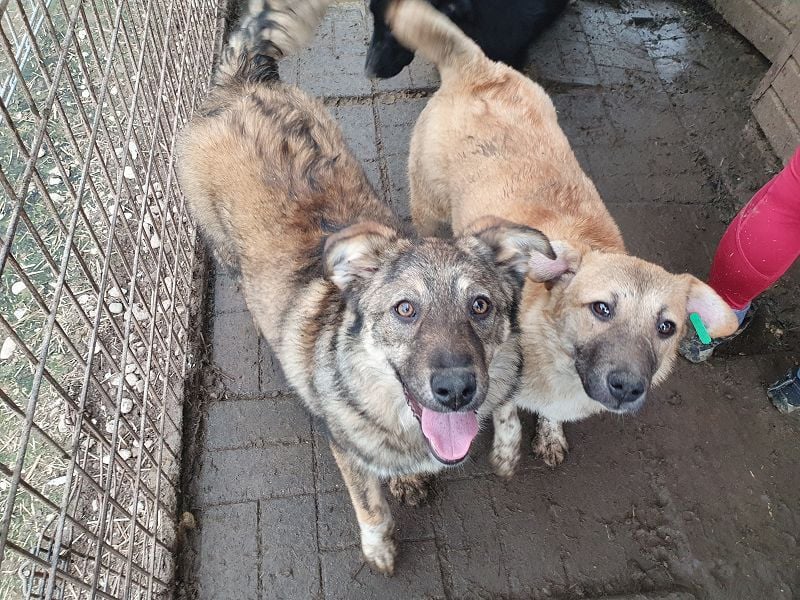 ♥ALESSIA♥ zuckersüße, ganz liebe Junghündin, die viel zu geben hat und kaum etwas erwartet 47 cm