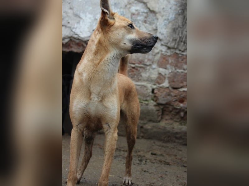 ⭐️PIRA⭐️, sanfte Hündin, 3,5 Jahre, 46 cm, Mischling, Tierschutz Rumänien
