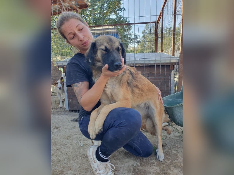 ♥KIKI♥ sanfte, ganz liebe, feinfühlige und nie aufdringliche Junghündin mit ganz weichem Fell 50 cm