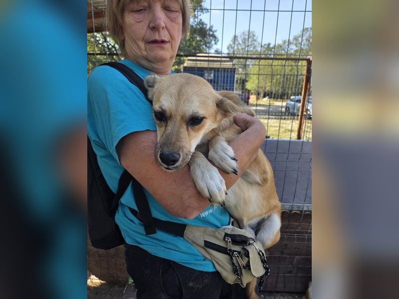 ♥CORA♥ elegante, ruhige, feinsinnige Hündin, die in sich ruht 45 cm