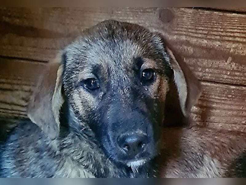 ♥MARIOLA♥ zuckersüße, liebe, noch etwas unsichere Hündin 46 cm