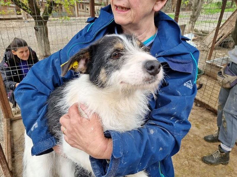 ♥FLORENCE♥ ab 9. Mai auf Pflegestelle bei Köln - bezaubernde, anfangs noch vorsichtige Hündin 48cm